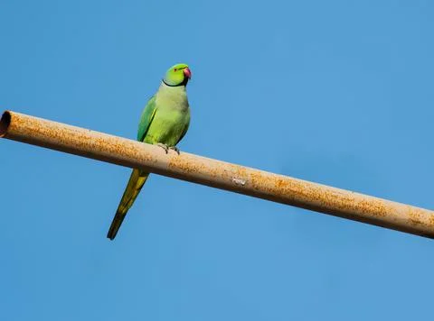 Rose Ringed Parakeet perched on a pipe in Athens Stock Photos