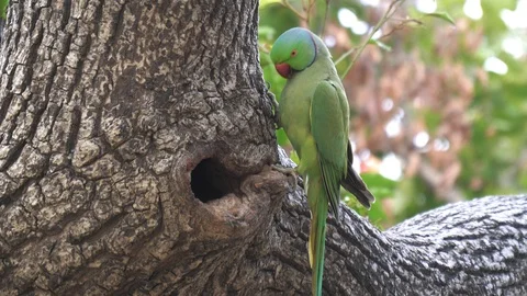 A rose-ringed parakeet perched on a tree beside a nest hollow in agra Stock Footage 129738794