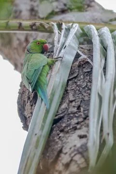 Rose-ringed Parakeet, perched on a tree branch, nature, copy spa Foto stock