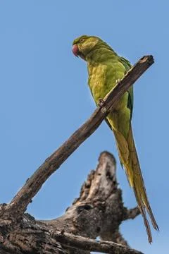 Rose-ringed Parakeet, perched on a tree branch, nature, copy spa 写真素材