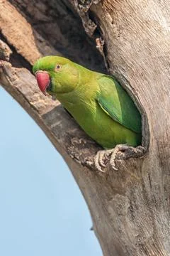 Rose-ringed Parakeet, perched on a tree branch, nature, copy spa Foto stock