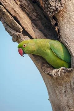 Rose-ringed Parakeet, perched on a tree branch, nature, copy spa Stock Photos