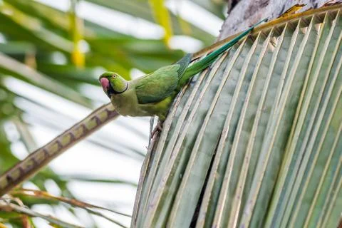 Rose-ringed Parakeet, perched on a tree branch, nature, copy spa Foto stock