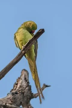 Rose-ringed Parakeet, perched on a tree branch, nature, copy spa Stock Photos