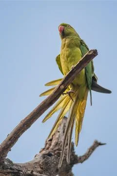 Rose-ringed Parakeet, perched on a tree branch, nature, copy spa Stock Photos