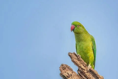 Rose-ringed Parakeet, perched on a tree branch, nature, copy spa Stock Photos