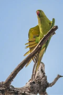 Rose-ringed Parakeet, perched on a tree branch, nature, copy spa Stock Photos