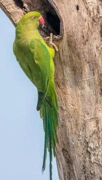 Rose-ringed Parakeet, perched on a tree branch, nature, copy spa Stock Photos