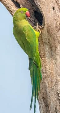 Rose-ringed Parakeet, perched on a tree branch, nature, copy spa Stock Photos