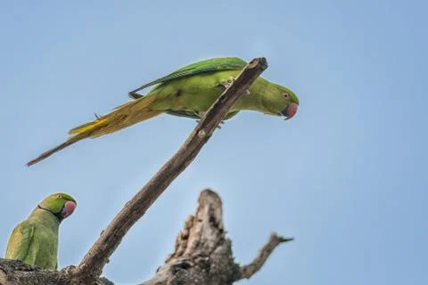 Rose-ringed Parakeet, perched on a tree branch, nature, copy spa Stock Photos