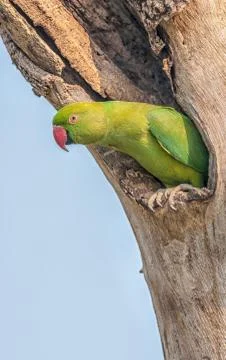 Rose-ringed Parakeet, perched on a tree branch, nature, copy spa Stock Photos