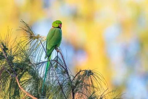 Rose ringed parakeet perched on a tree Stock Photos