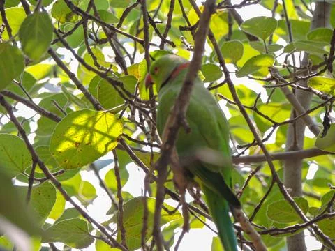 Rose-ringed parakeet perched on a tree branch among green leaves Stock Photos