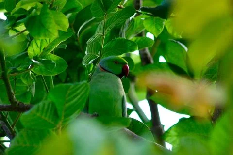 Rose-ringed Parakeet Perched on Tree Branch Among Green Leaves Stock Photos