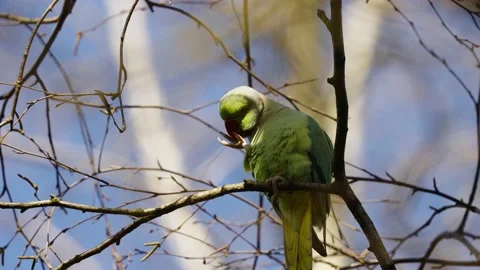 Rose-ringed Parakeet Perching On Small Branches Of A Tree With Bokeh Video stock 154779055