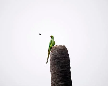 Rose-ringed parakeet Fotos de archivo