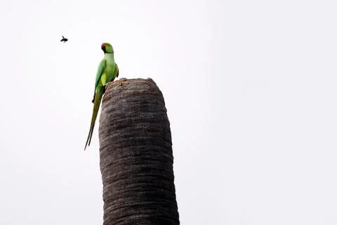 Rose ringed parakeet Fotos de archivo