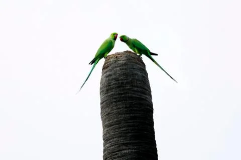 Rose ringed parakeet Fotos de archivo