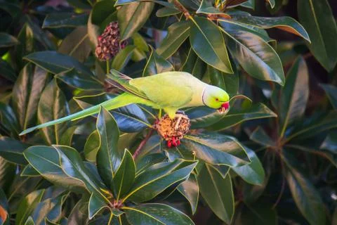 A Rose-ringed parakeet Stock Photos