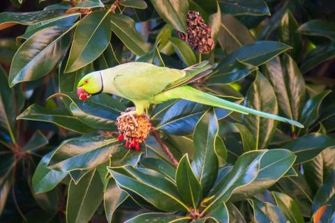 Rose-ringed parakeet Stock Photos