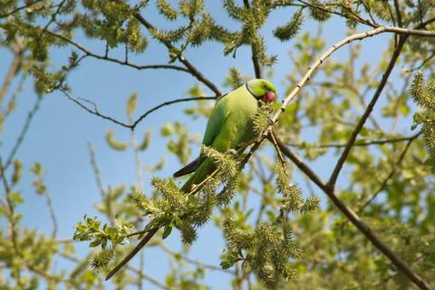 Rose-ringed parakeet Stock Photos