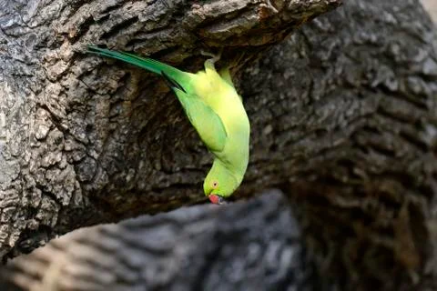 Rose-ringed Parakeet 写真素材