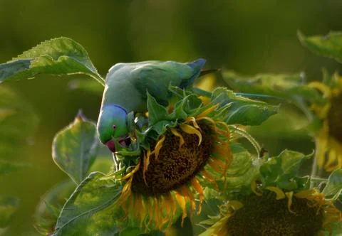 Rose ringed parakeet Stock Photos