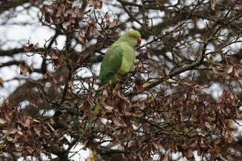 Rose-ringed parakeet Stock Photos