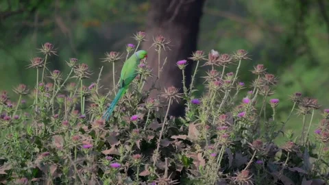 Rose ringed Parakeet picking  purple thistle Flower 스톡 동영상 270343807