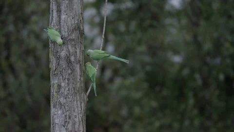 Rose-ringed parakeet preening and perched on a tree in The Hague Stock Footage 253216935