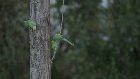 Rose-ringed parakeet preening and perched on a tree in The Hague 스톡 동영상 253217742