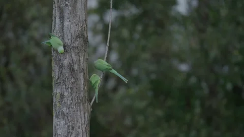 Rose-ringed parakeet preening and perched on a tree in The Hague 스톡 동영상 253218007