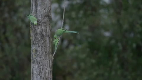 Rose-ringed parakeet preening whislt perched on a trunk, in The Hague Stock Footage 253217002