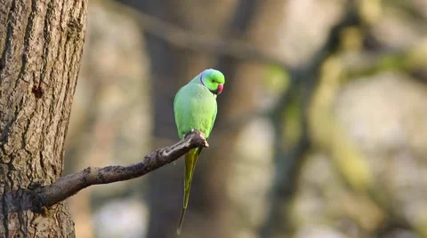 Rose-ringed Parakeet, Psittacula krameri, perched on a tree branch Stock Footage 45426081