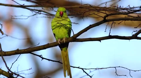 Rose-ringed Parakeet, Psittacula krameri, perched on a tree branch Stock Footage 45426084