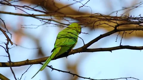 Rose-ringed Parakeet, Psittacula krameri, perched on a tree branch Stock Footage 45426090