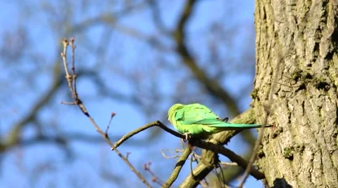Rose-ringed Parakeet, Psittacula krameri, perched on a tree branch Stock Footage 45426096