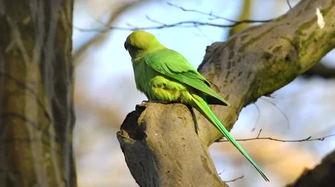 Rose-ringed Parakeet, Psittacula krameri, perched on a tree branch Stock Footage 45426097