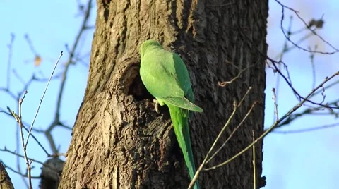 Rose-ringed Parakeet, Psittacula krameri, perched on a tree branch Stock Footage 45426101