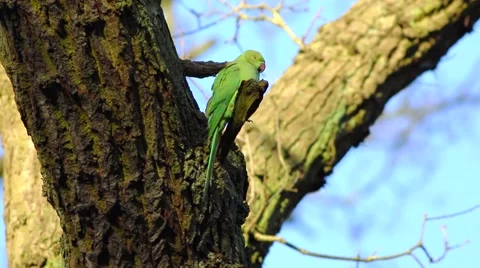 Rose-ringed Parakeet, Psittacula krameri, perched on a tree branch Stock Footage 45426167