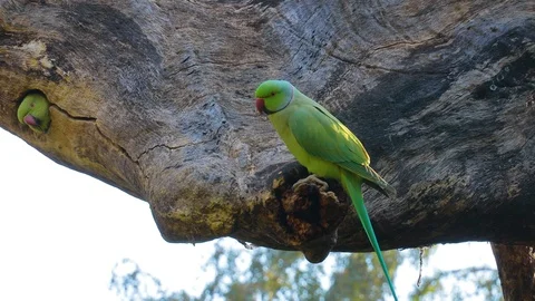 Rose-ringed parakeet Psittacula krameri, also known as the ring-necked parake Stock Footage 120489811