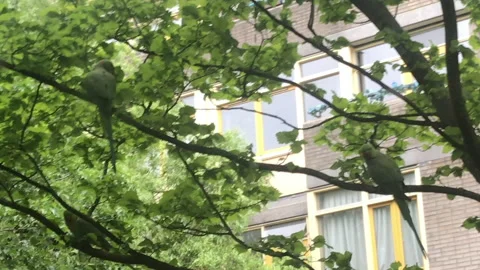Rose-ringed parakeet (Psittacula krameri) 库存影片 132279810