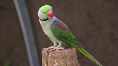 A rose-ringed parakeet (Psittacula krameri) close up on branch Stock Footage 218308157