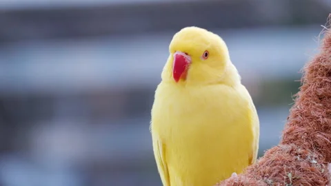Rose-ringed parakeet (Psittacula krameri) in yellow color, one pretty Video stock 224225942