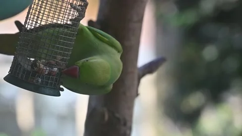 Rose-ringed parakeet (Psittacula krameri NL - Halsbandparakiet) 스톡 동영상 237397489