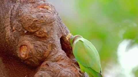 Rose-ringed Parakeet (Psittacula krameri) Stock Footage 283587283