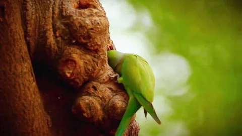 Rose-ringed Parakeet (Psittacula krameri) Stock Footage 283588200