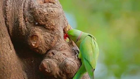 Rose-ringed Parakeet (Psittacula krameri) Stock Footage 283588262