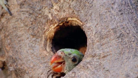 Rose-ringed Parakeet (Psittacula krameri) Stock Footage 283588777