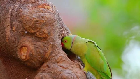 Rose-ringed Parakeet (Psittacula krameri) Stock Footage 283588793